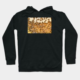 Honey bees & honeycombs / Swiss Artwork Photography Hoodie